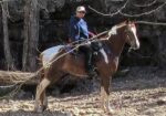 Gorgeous Spotted Saddle Horse