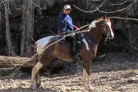Gorgeous Spotted Saddle Horse
