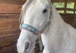 Paso Fino Gelding 13 yo 15 hands gaited