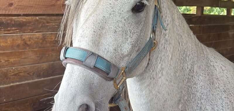 Paso Fino Gelding 13 yo 15 hands gaited