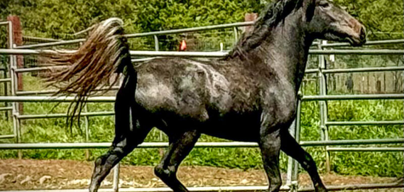LIZA – Filly/Gray/Mustang – Young/Project