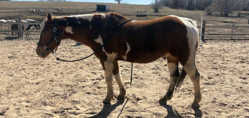 Louie is easy going. He loves hanging out with people including kids and his herd mates.