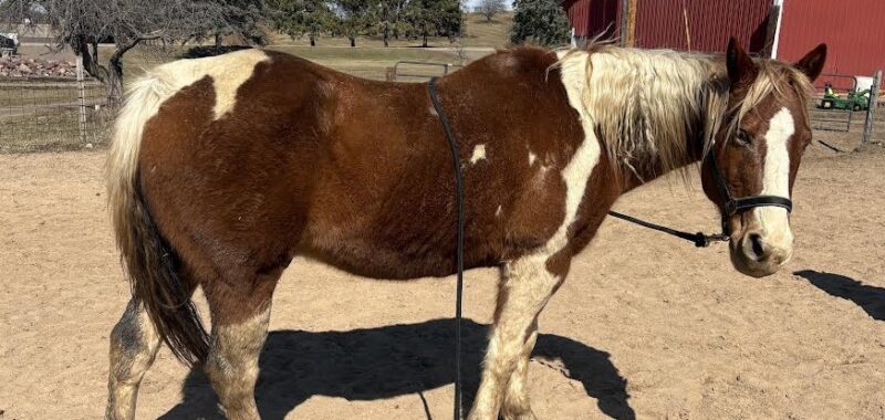 Louie is easy going. He loves hanging out with people including kids and his herd mates.