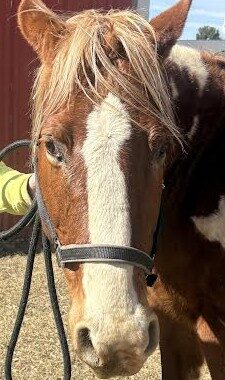 Louie is easy going. He loves hanging out with people including kids and his herd mates.