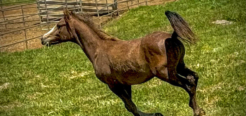 Niko – Gelding/Gray/Arabian/Young