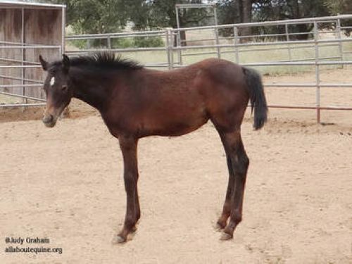 Norah – Filly/Gray/Arabian/Young