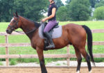 OTTB Oconee (Oak) Gelding