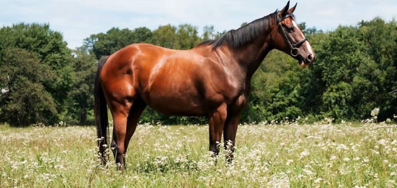 OTTB Oconee (Oak) Gelding