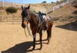 Quarter Horse Gelding Riding Horse