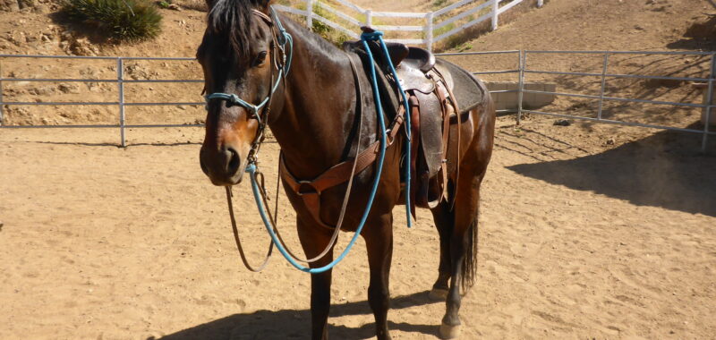 Quarter Horse Gelding Riding Horse