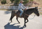 Quarter Horse Gelding Riding Horse