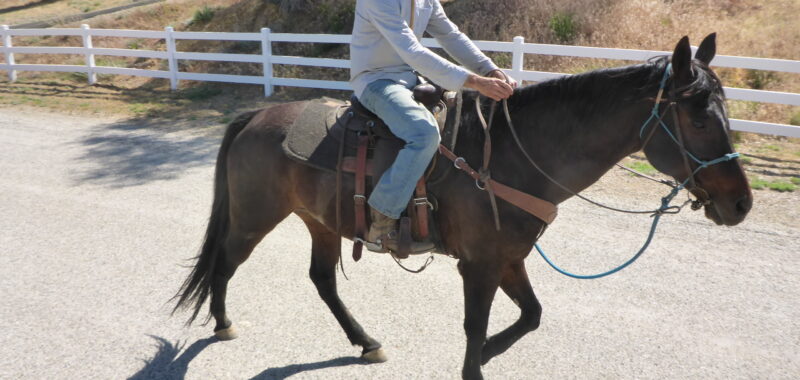Quarter Horse Gelding Riding Horse