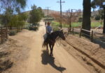 Quarter Horse Gelding Riding Horse