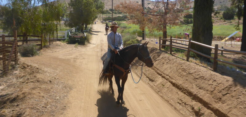 Quarter Horse Gelding Riding Horse