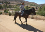 Quarter Horse Gelding Riding Horse
