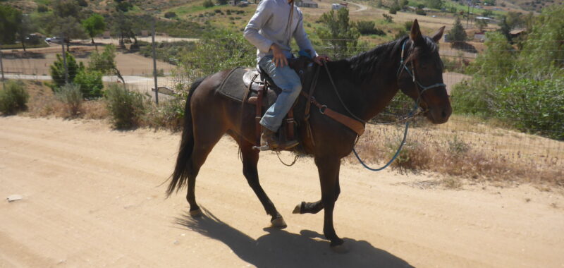 Quarter Horse Gelding Riding Horse