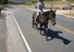 Quarter Horse Gelding Riding Horse