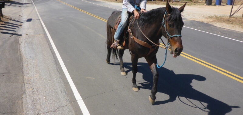 Quarter Horse Gelding Riding Horse