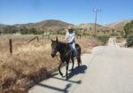 Quarter Horse Gelding Riding Horse