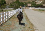 Quarter Horse Gelding Riding Horse