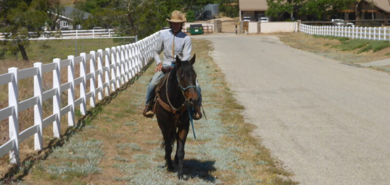Quarter Horse Gelding Riding Horse