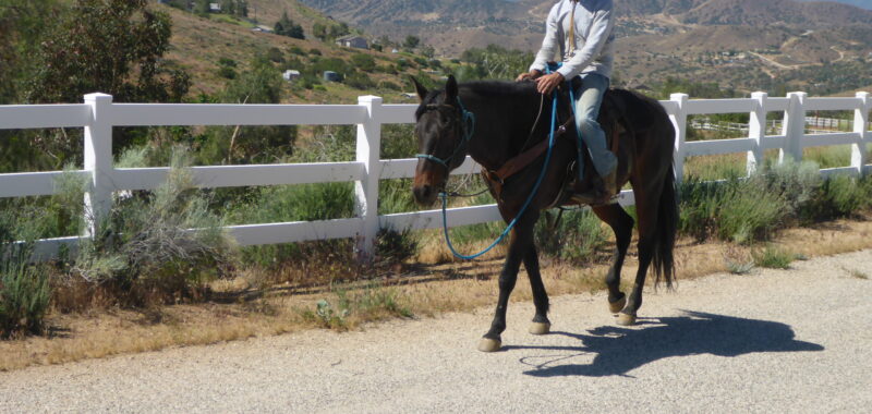 Quarter Horse Gelding Riding Horse