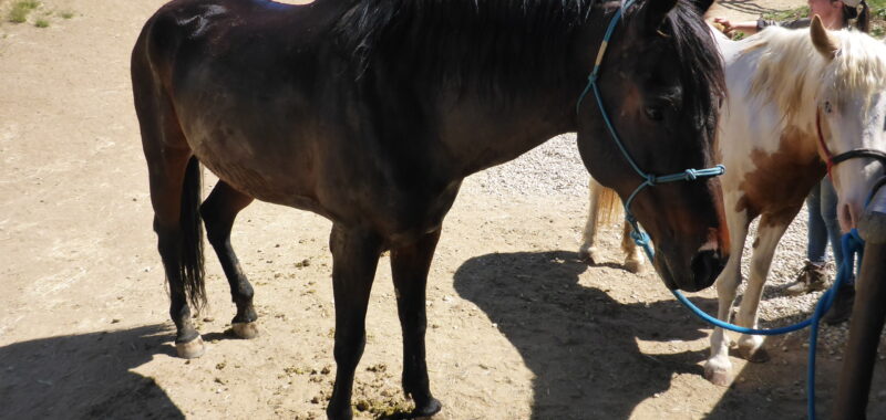 Quarter Horse Gelding Riding Horse