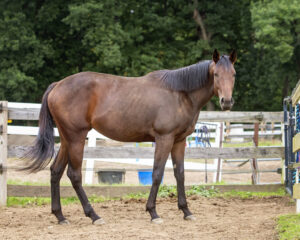 Queenie1-X4