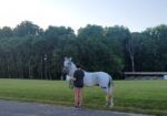 Paso Fino Gelding 13 yo 15 hands gaited