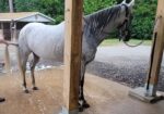 Paso Fino Gelding 13 yo 15 hands gaited