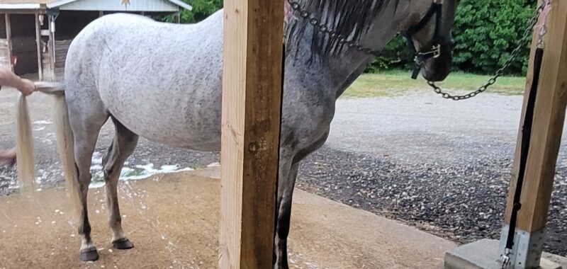Paso Fino Gelding 13 yo 15 hands gaited