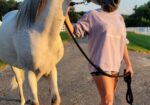 Paso Fino Gelding 13 yo 15 hands gaited