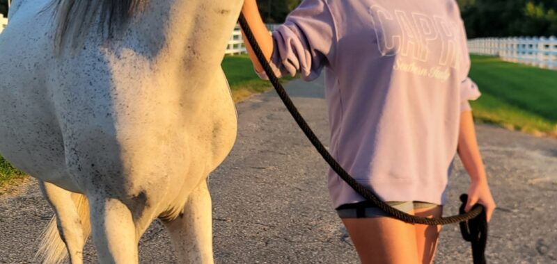 Paso Fino Gelding 13 yo 15 hands gaited