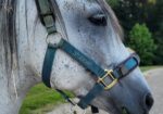Paso Fino Gelding 13 yo 15 hands gaited