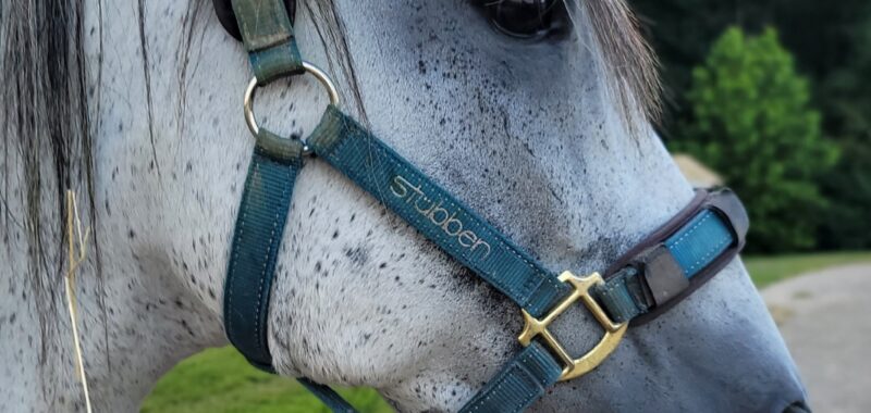 Paso Fino Gelding 13 yo 15 hands gaited