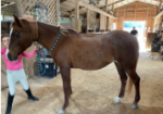 Arabian Cross Jumper Perfect for Young Rider