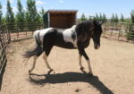Tennessee Walker Stallion