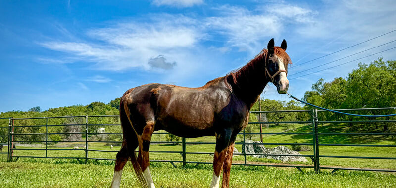 Teddy – Gelding/Chestnut/Arabian/Light Riding