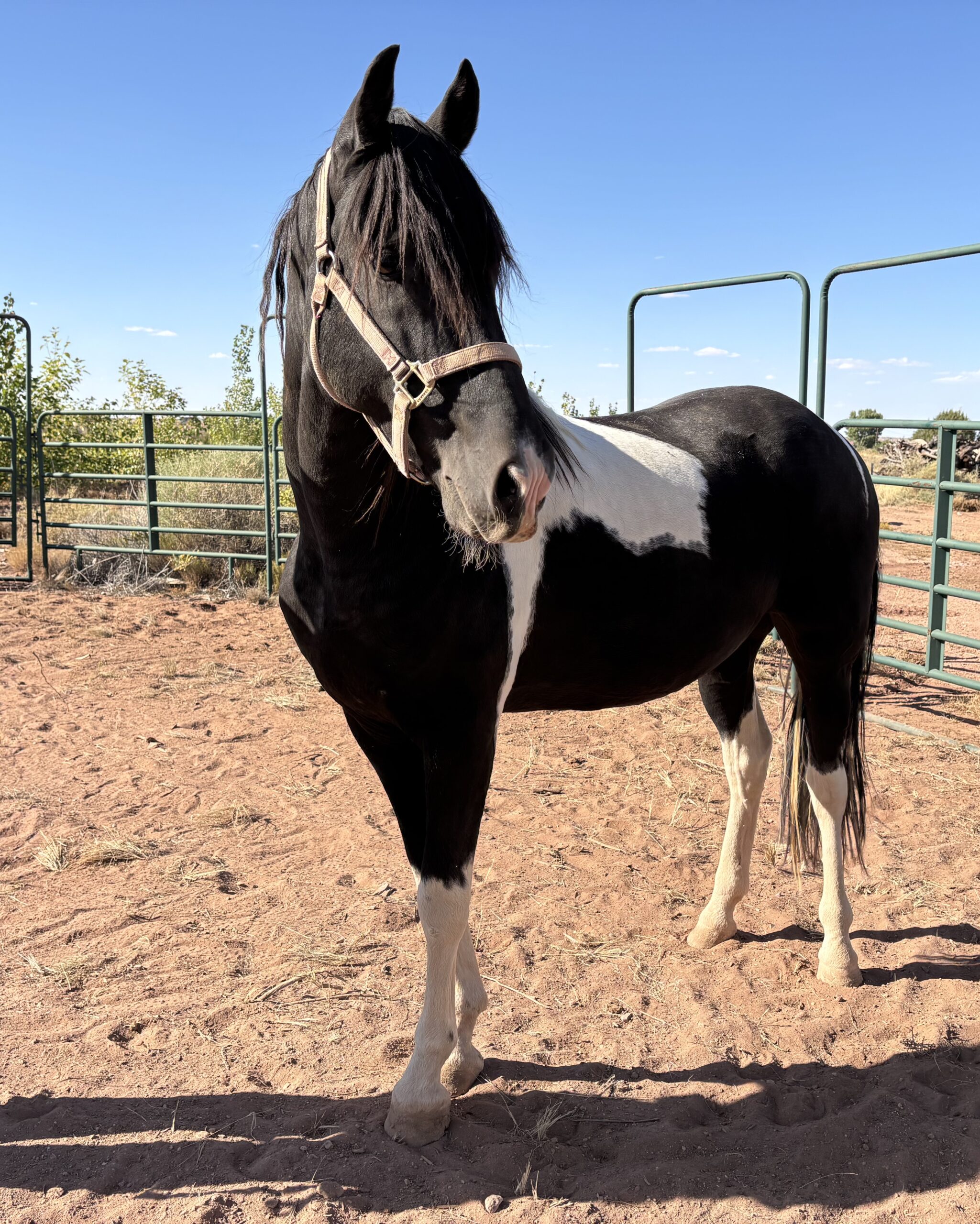 Tennessee Walker Stallion