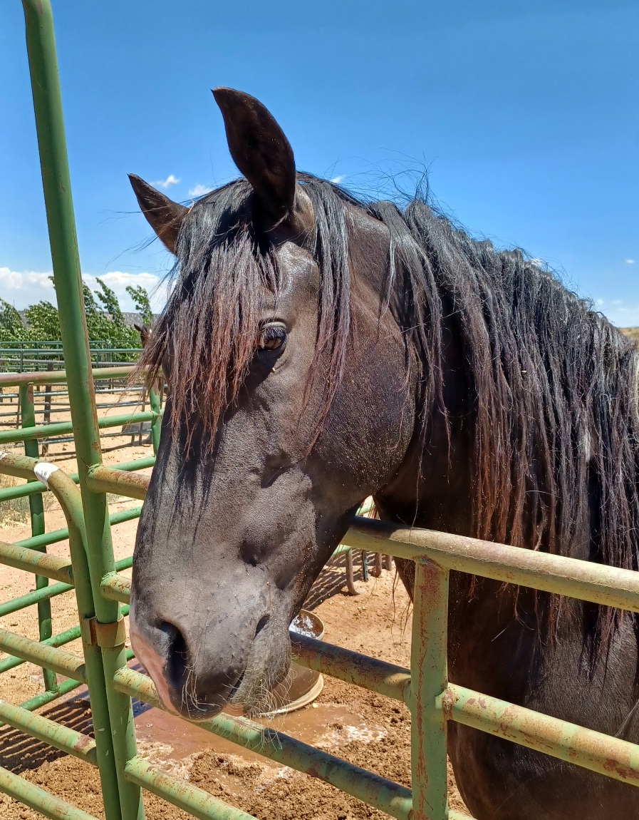 Tennessee Walker Stallion