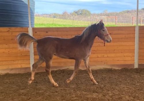 Theo – Gelding/Gray/Arabian/Young