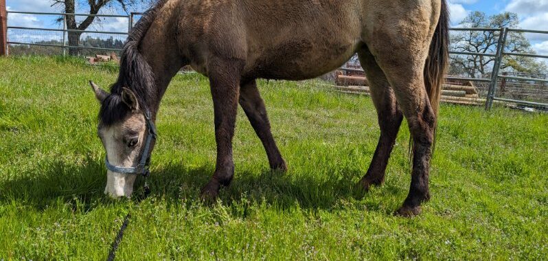 Trinity – Filly/Gray/Grade/Young/Non-riding Companion