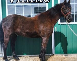 Vinny-1