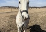 Willie has an unknown history but he has great manners and is personable. Take a chance on Willie!