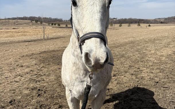 Willie has an unknown history but he has great manners and is personable. Take a chance on Willie!