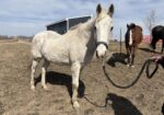 Willie has an unknown history but he has great manners and is personable. Take a chance on Willie!