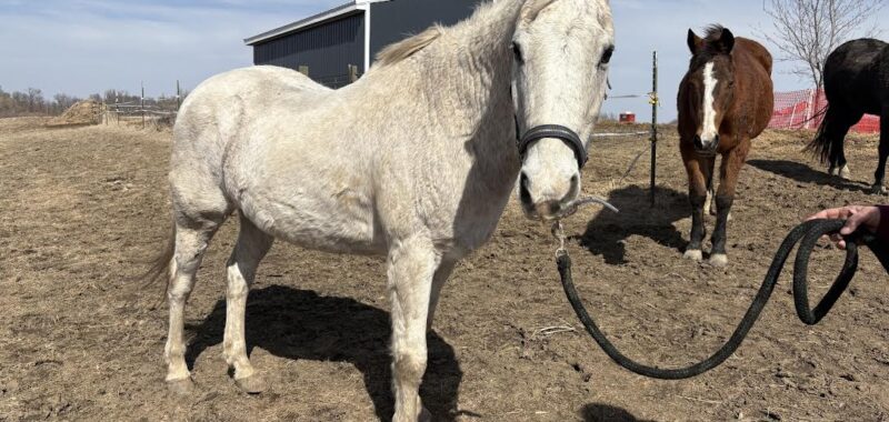 Willie has an unknown history but he has great manners and is personable. Take a chance on Willie!