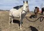 Willie has an unknown history but he has great manners and is personable. Take a chance on Willie!