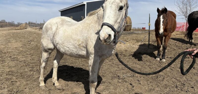 Willie has an unknown history but he has great manners and is personable. Take a chance on Willie!