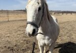 Willie has an unknown history but he has great manners and is personable. Take a chance on Willie!